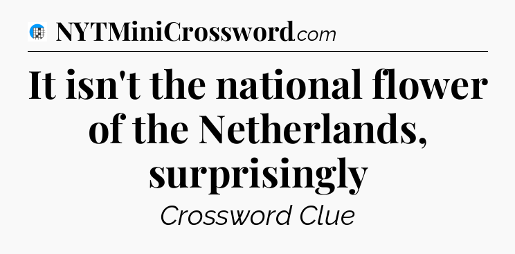 It isn't the national flower of the Netherlands, surprisingly Crossword Clue