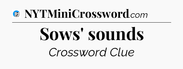 Sows' sounds Crossword Clue