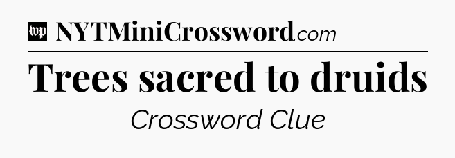 Trees sacred to druids Crossword Clue