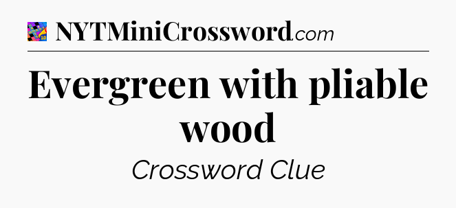 Evergreen with pliable wood Crossword Clue