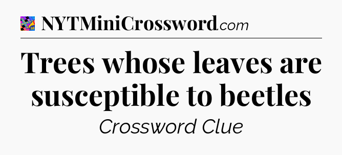 Trees whose leaves are susceptible to beetles Crossword Clue