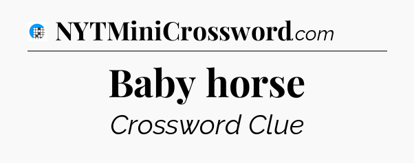 Baby horse Crossword Clue