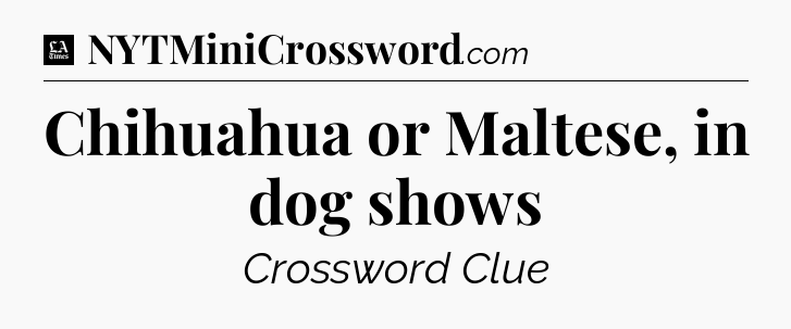 Chihuahua or Maltese, in dog shows - LA Times Crossword