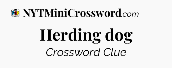 Herding dog Crossword Clue