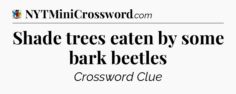 Shade trees eaten by some bark beetles Crossword Clue