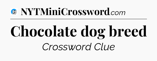 Chocolate dog breed Crossword Clue