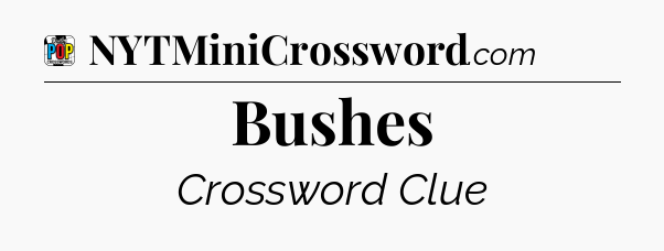 Bushes Crossword Clue