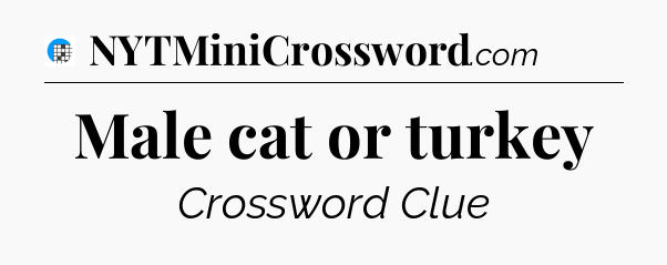 Male cat or turkey Crossword Clue