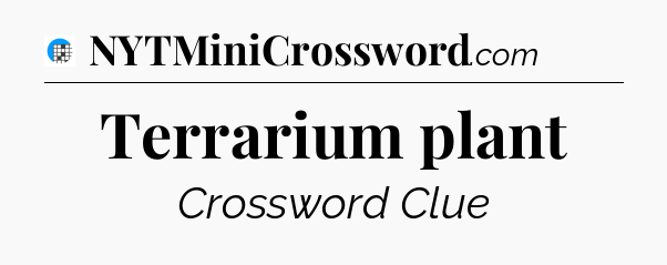 Terrarium plant Crossword Clue