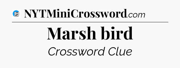 Marsh bird Crossword Clue