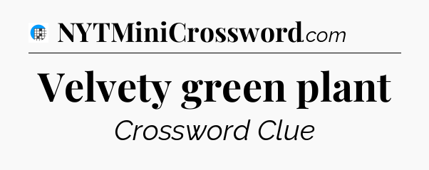 Velvety green plant Crossword Clue