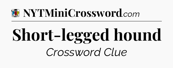 Short-legged hound Crossword Clue
