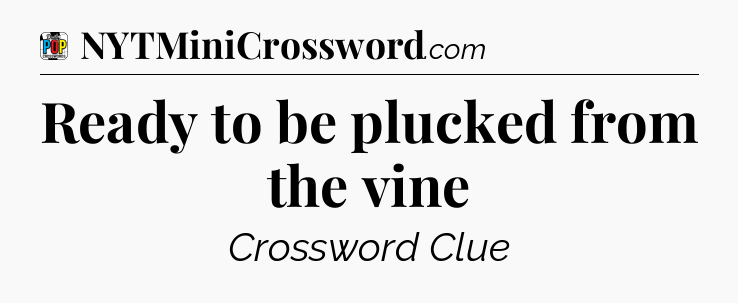 Ready to be plucked from the vine Crossword Clue