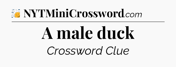 A male duck - 7 Little Words