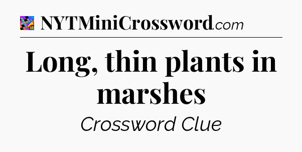 Long, thin plants in marshes Crossword Clue