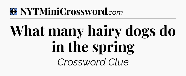 Solution: What many hairy dogs do in the spring - NYT Mini Crossword