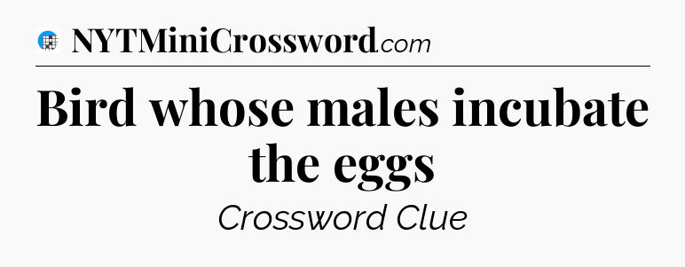 Bird whose males incubate the eggs Crossword Clue