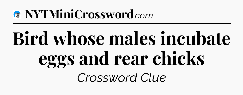 Bird whose males incubate eggs and rear chicks Crossword Clue