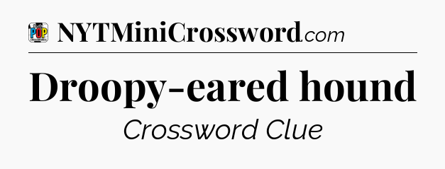 Droopy-eared hound Crossword Clue