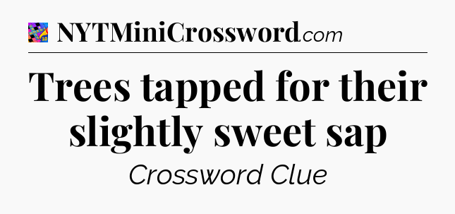 Trees tapped for their slightly sweet sap Crossword Clue