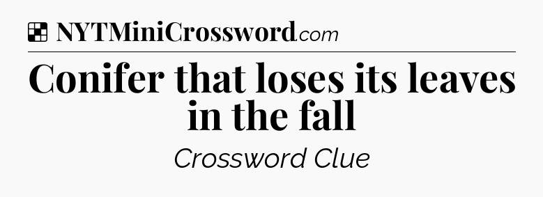 Solution: Conifer that loses its leaves in the fall - NYT Crossword