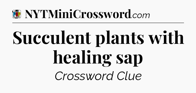 Succulent plants with healing sap Crossword Clue