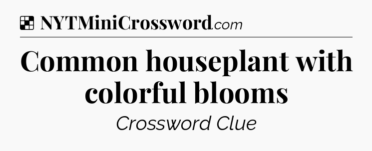 Solution: Common houseplant with colorful blooms - NYT Crossword