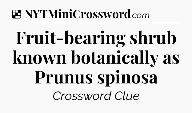 Solution: Fruit-bearing shrub known botanically as Prunus spinosa - NYT Crossword