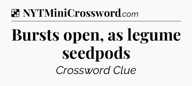 Solution: Bursts open, as legume seedpods - NYT Crossword