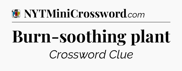 Burn-soothing plant Crossword Clue