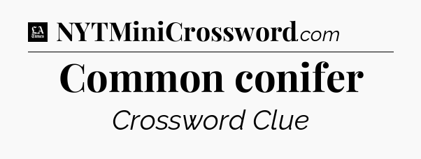 Common conifer - LA Times Crossword