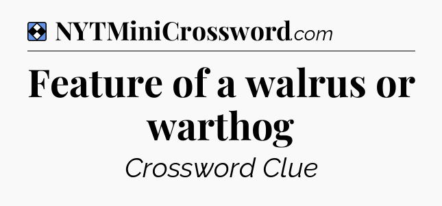 Solution: Feature of a walrus or warthog - NYT Mini Crossword