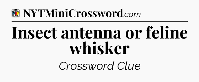 Insect antenna or feline whisker Crossword Clue