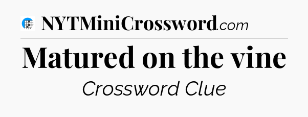 Matured on the vine Crossword Clue