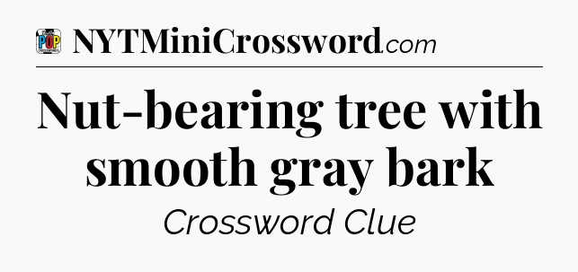 Nut-bearing tree with smooth gray bark Crossword Clue