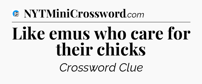 Like emus who care for their chicks Crossword Clue