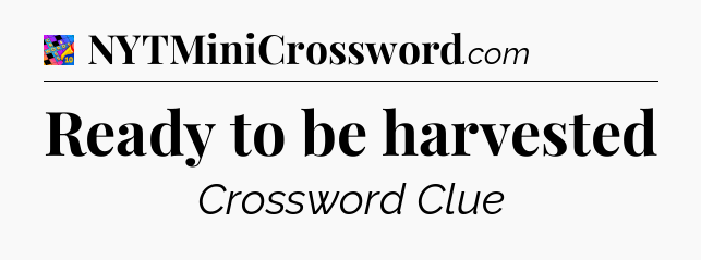 Ready to be harvested Crossword Clue