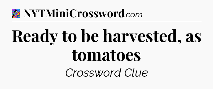 Ready to be harvested, as tomatoes Crossword Clue
