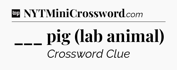___ pig (lab animal) Crossword Clue