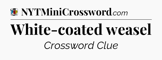 White-coated weasel Crossword Clue
