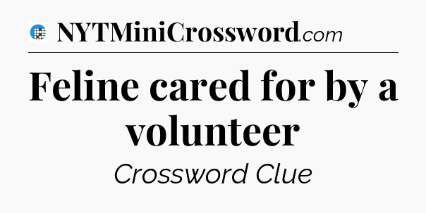 Feline cared for by a volunteer Crossword Clue