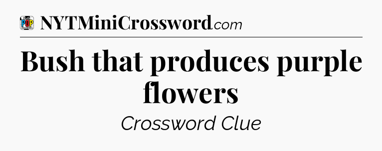 Bush that produces purple flowers Crossword Clue