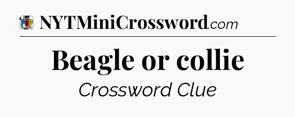Beagle or collie Crossword Clue