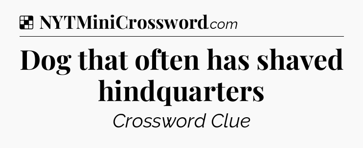 Solution: Dog that often has shaved hindquarters - NYT Crossword