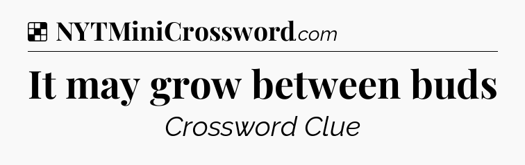 Solution: It may grow between buds - NYT Crossword