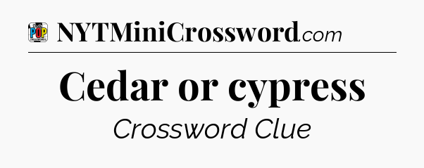 Cedar or cypress Crossword Clue