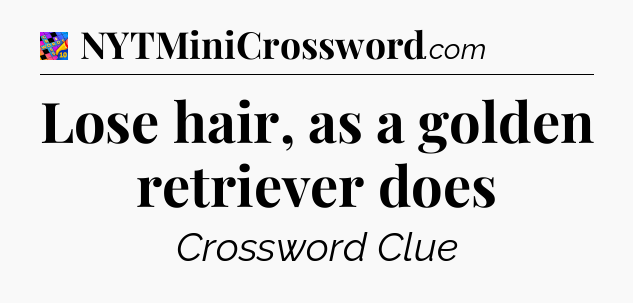 Lose hair, as a golden retriever does Crossword Clue