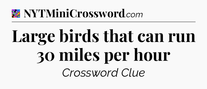 Large birds that can run 30 miles per hour Crossword Clue