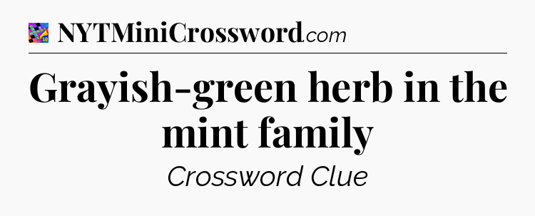 Grayish-green herb in the mint family Crossword Clue