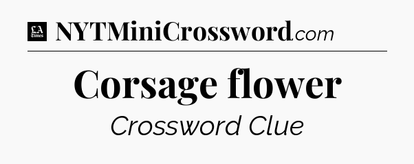 Corsage flower - LA Times Crossword